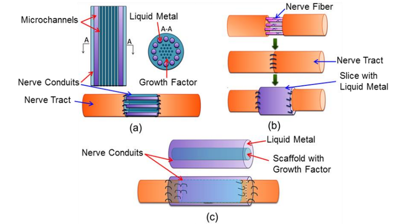 Illustration for article titled Científicos logran conectar nervios seccionados mediante metal líquido
